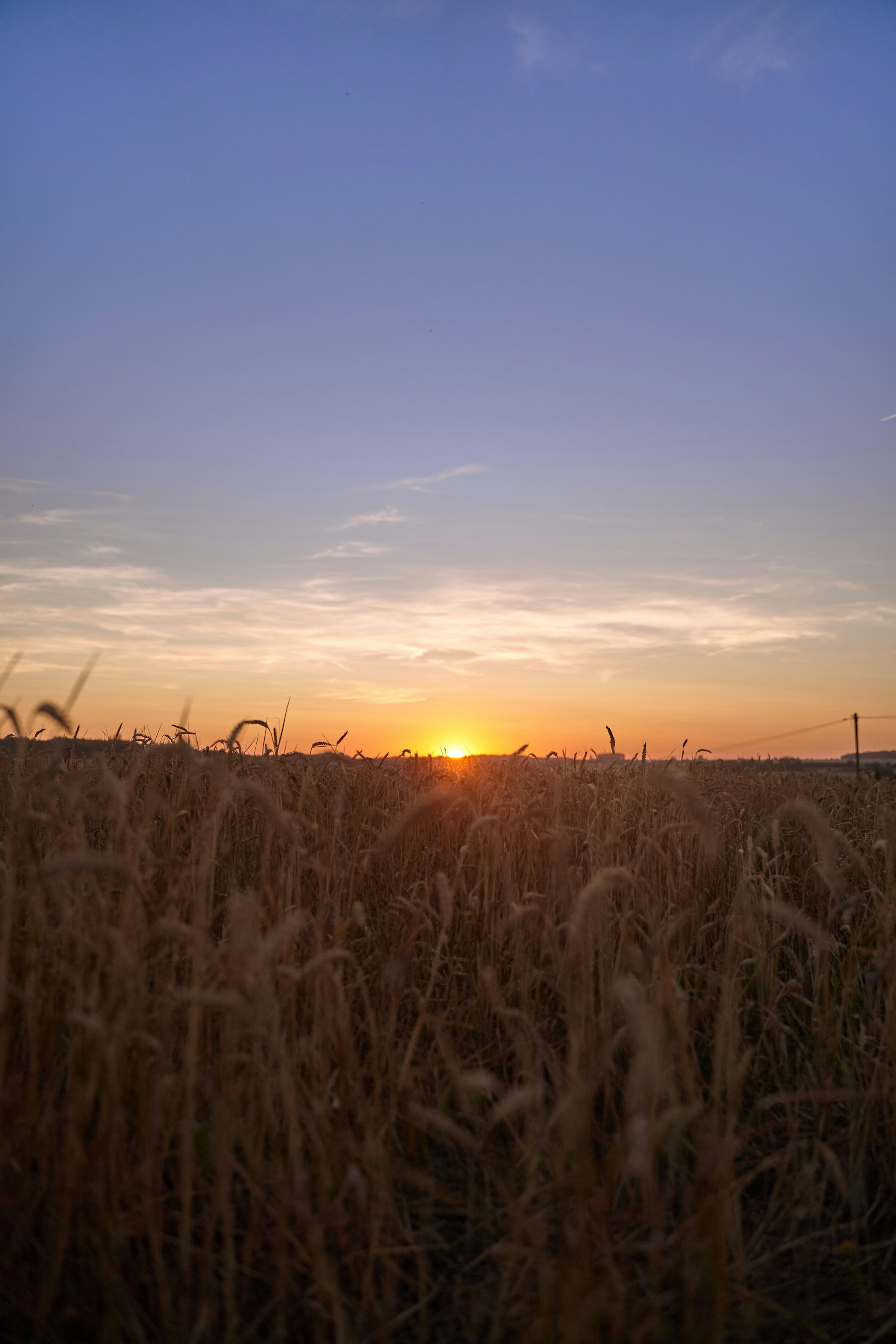 Wheat field at golden hour